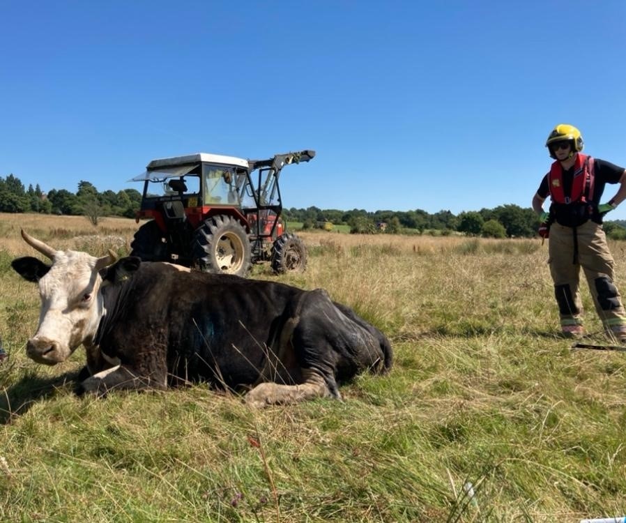 Cow rescue